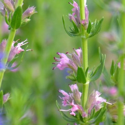 Alive Oils Hyssop Pure Essential Oil – This expectorant unclogs phlegm, calms gas, bloating, circulation, pain-calming for sore joints, menstruation pain, and anti-viral for herpes.