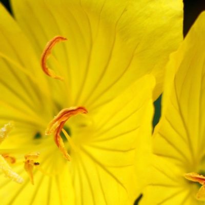 Alive Oils Evening Primrose Carrier Oil - Oenothera biennis - Calms the pain of diabetic neuropathy, muscle and joint pain, itchy eczema, and dermatitis, improves memory, anxiety, stress and focus.