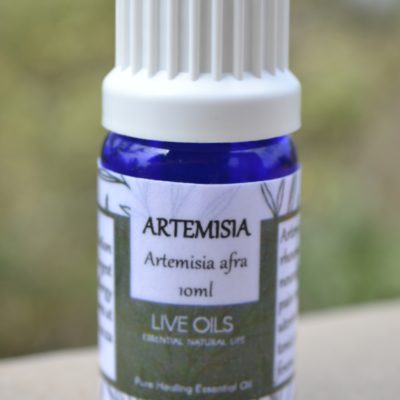 Alive Oils Artemisia Afra Pure Essential Oil - A strong pain-calming antibiotic for rheumatism, neuralgia, menstrual pain, uterine tonic, respiratory oil for croup, and whooping cough.