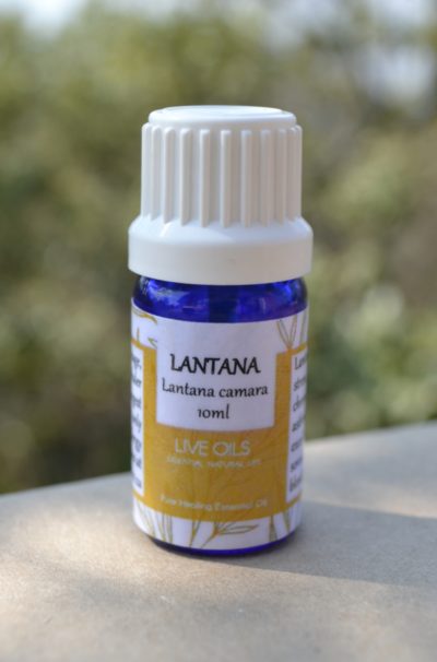 Alive Oils, Lantana camara Pure Essential Oil - This oil calms stress, insomnia, anti-viral, chronic bronchitis, asthma, phlegm, disinfects sores, ulcers, regulates menstruation, itchy skin.