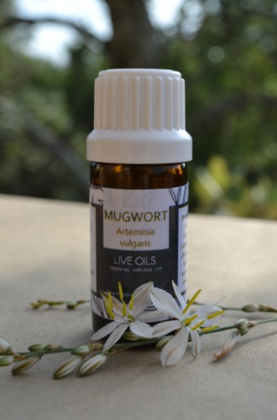 Alive Oils Mugwort Pure Essential Oil - Artemisia vulgaris - This calmative improves nerves, focus, memory, anti-epileptic, dysmenorrhea, uterine, digestive, diuretic, acne, eczema and vermifuge.