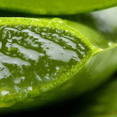 Alive Oils Aloe Vera Oil - A skin tonic and massage oil that softens skin, nourishes hair, calms eczema, psoriasis, seborrheic dermatitis, acne, shingles, and itchiness
